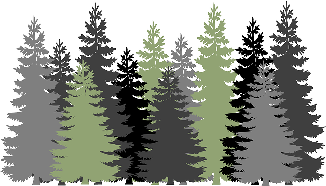 forest